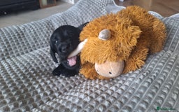 Labradoodle dogs for sale: Labradoodles x2 boys. Alloa - Image 17