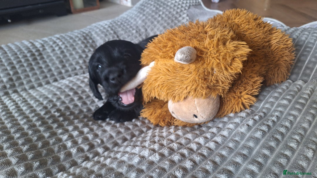 Labradoodle dogs for sale: Labradoodles x2 boys. Alloa - Image 17
