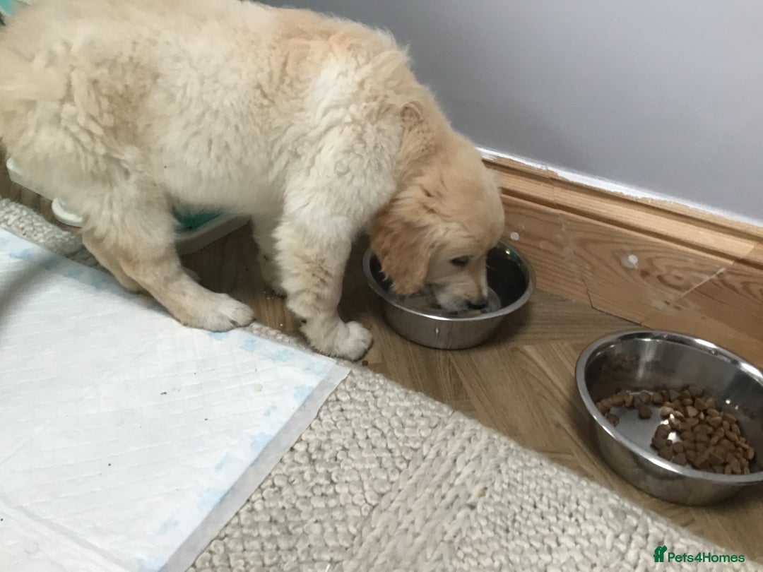 Golden Retriever dogs for sale: Penny - Golden Retriever puppy (15 weeks old) - Image 6