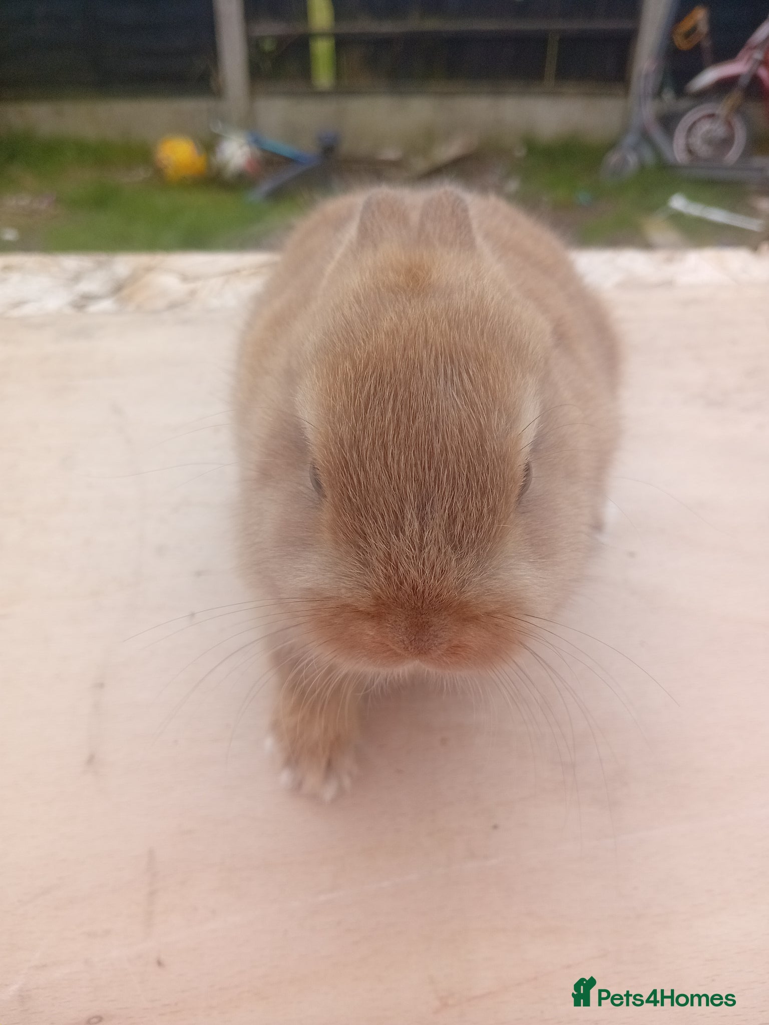 Netherland Dwarf rabbits Netherland dwarf baby  - Advert 2