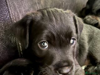 Patterdale Terrier dogs Patterdale/jack puppies **NEW YEAR NEW ADDITION♥️* - Advert 3