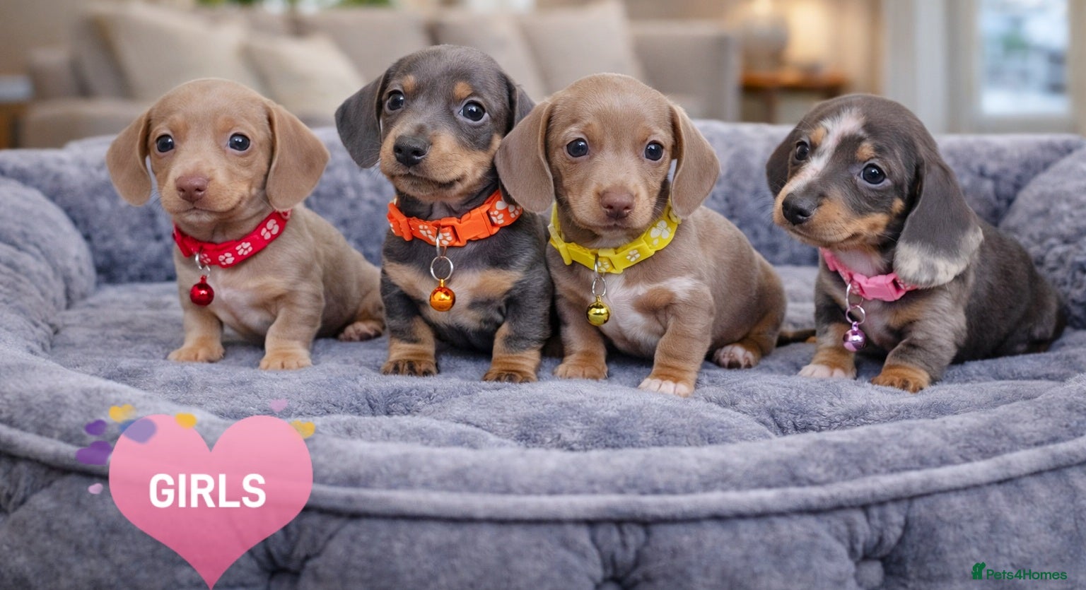 Miniature Dachshund dogs ISABELLA DAPPLE & BLUE DAPPLE VERY SMALL MINI'S 🔥 - Advert 1