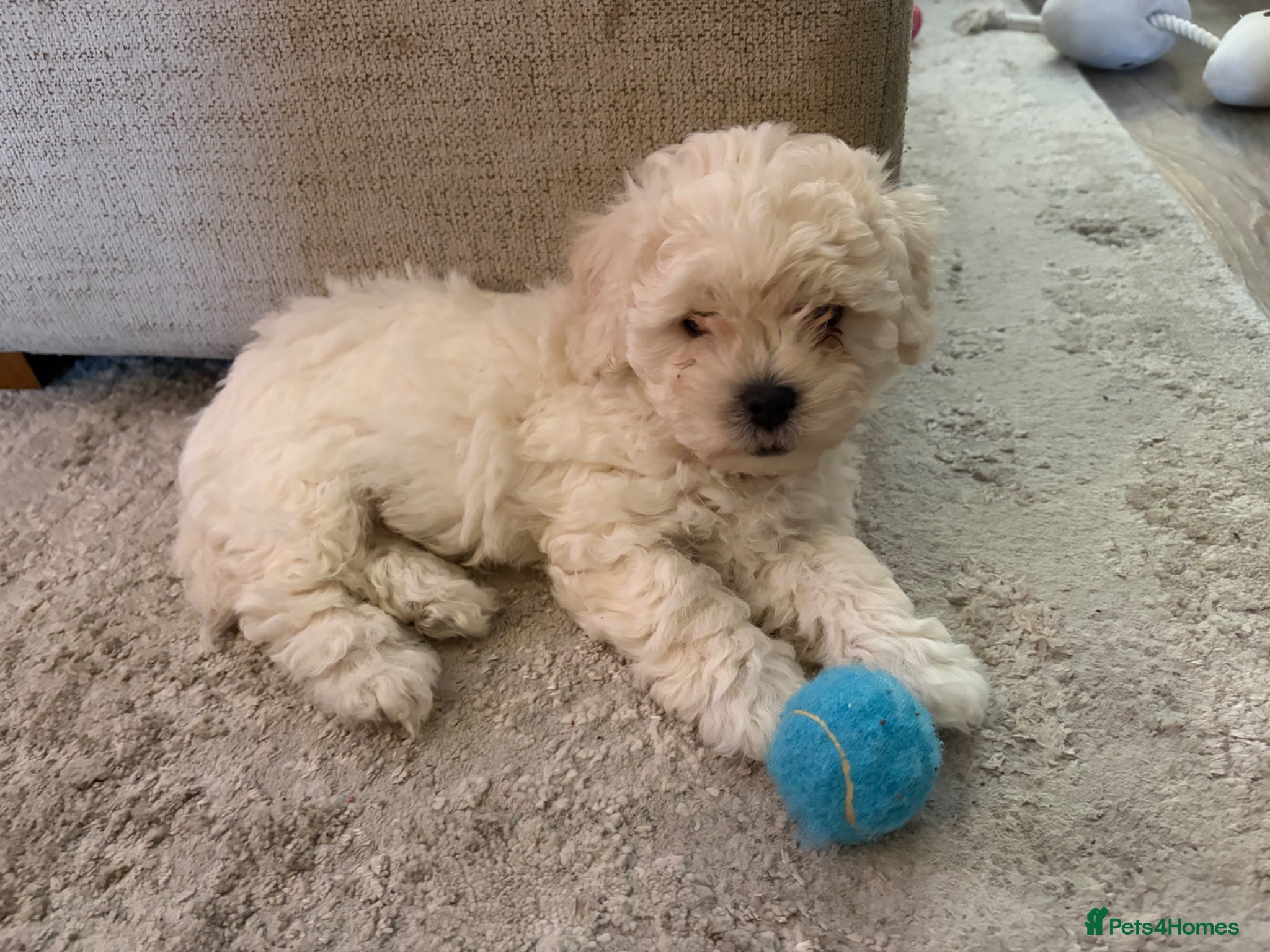 Mixed Breed dogs White Toy Poochon boy READY TO LEAVE! - Advert 11