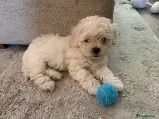 Mixed Breed dogs White Toy Poochon boy READY TO LEAVE! - Advert 11