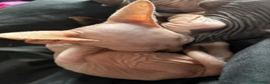 Sphynx 2