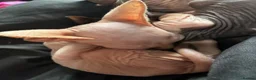 Sphynx cats for sale: 2 Sphynx kittens looking for forever homes  - Advert 6