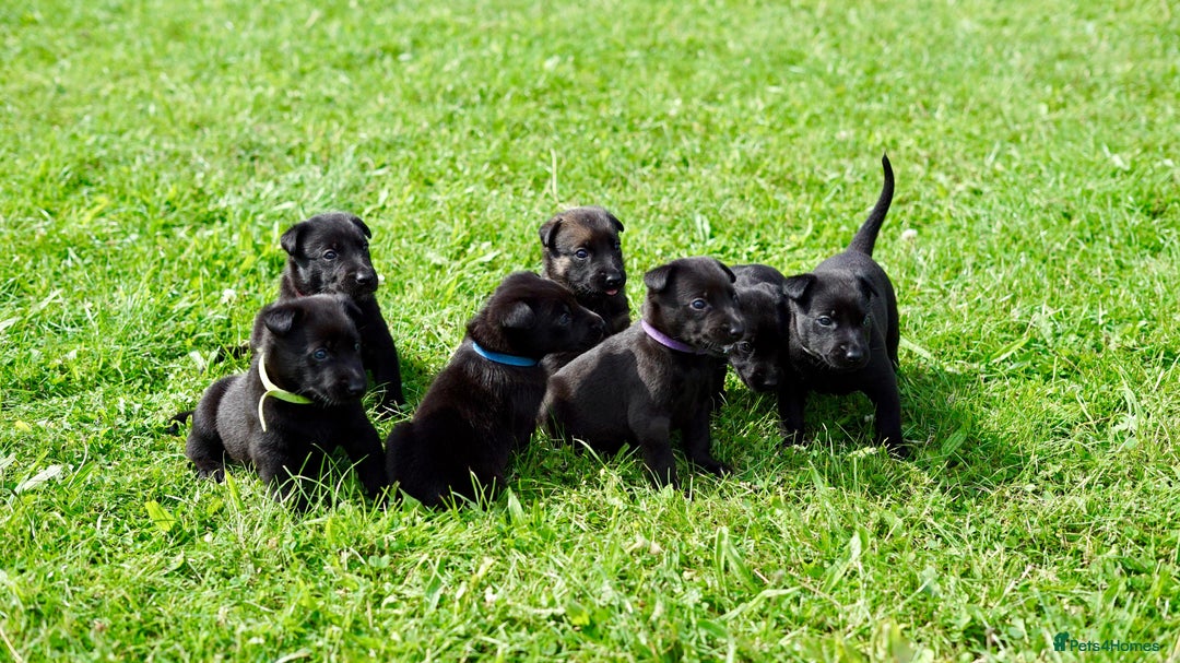 Belgian Shepherd Dog dogs for sale: Belgian Mallinois pups due - Advert 9