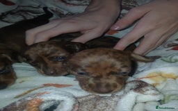 Miniature Dachshund dogs for sale: Stunning miniature dachshund  - Image 7