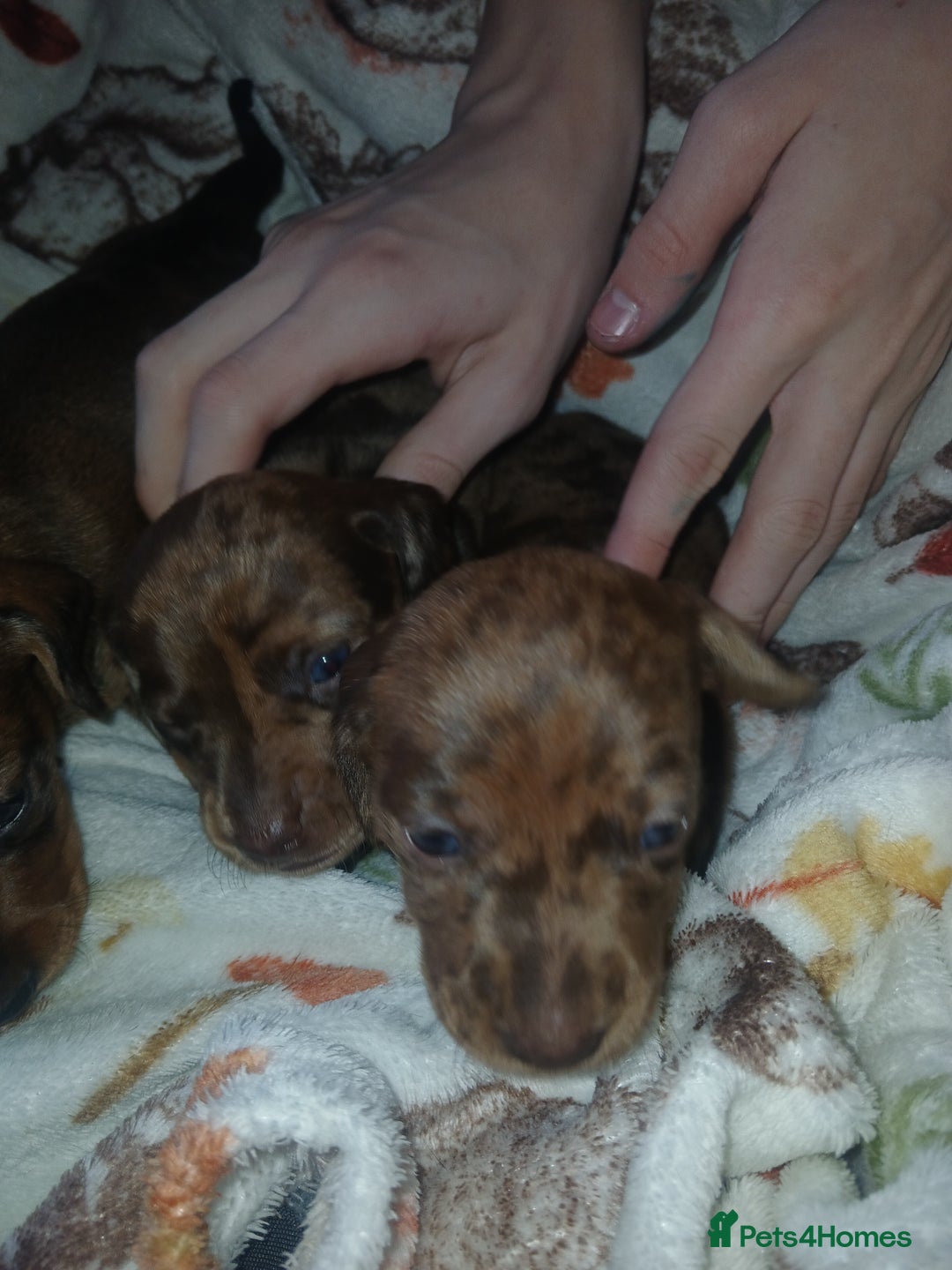 Miniature Dachshund dogs for sale: Stunning miniature dachshund  - Image 7