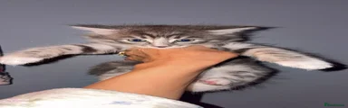 Maine Coon 2