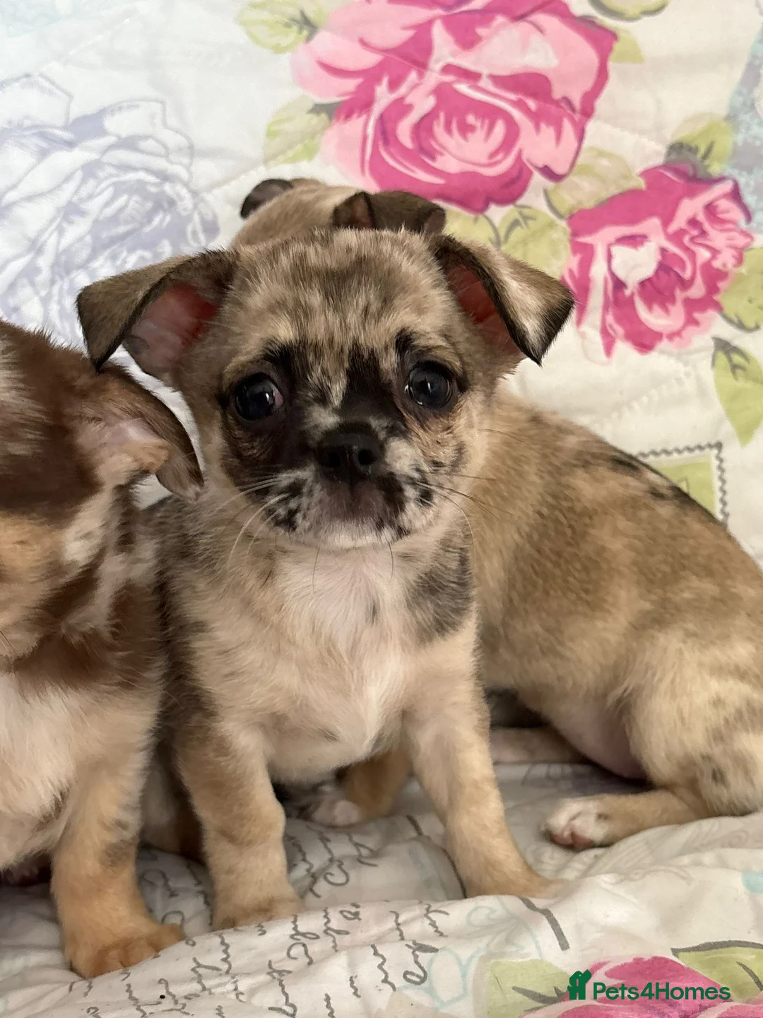 Chihuahua dogs for sale: Merle Chihuahua Puppies  - Advert 11