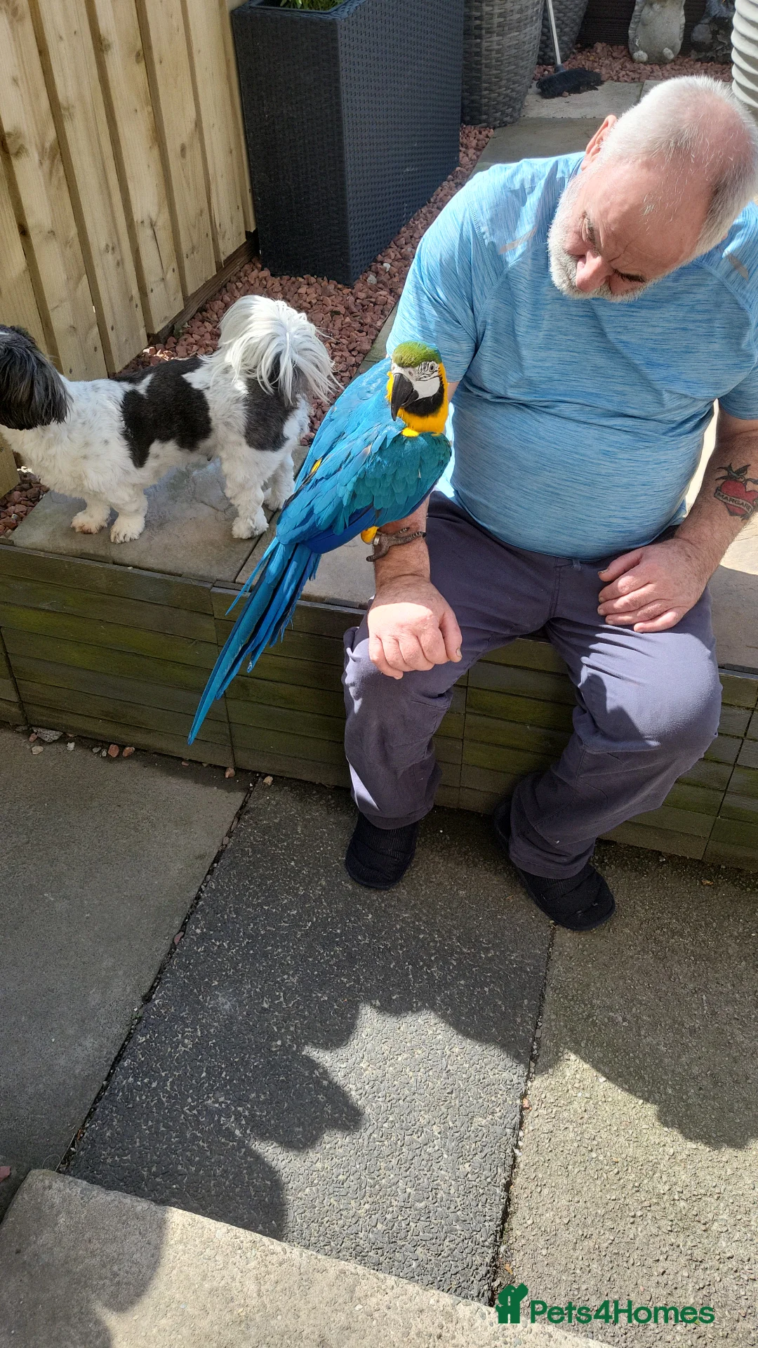 Macaws birds for sale: Female macaw - Advert 1