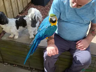 Macaws birds Female macaw - Advert 1