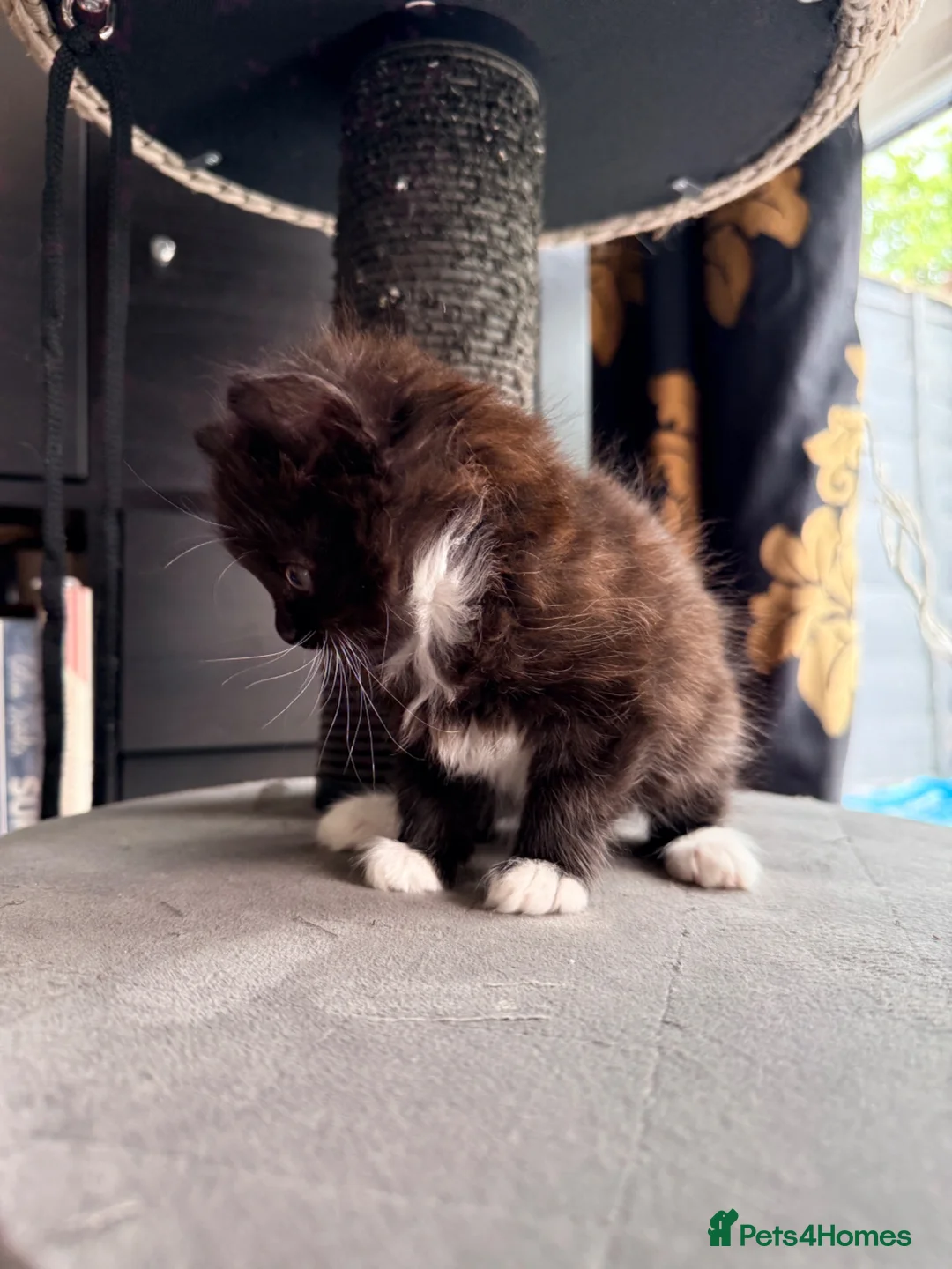 Mixed Breed cats for sale: Mixed Persian kitten  in Sutton - Advert 6