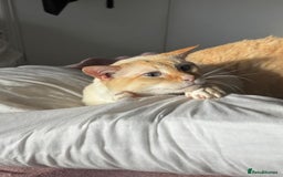 Siamese cats for sale: Ariel - Rescue Siamese - Image 7