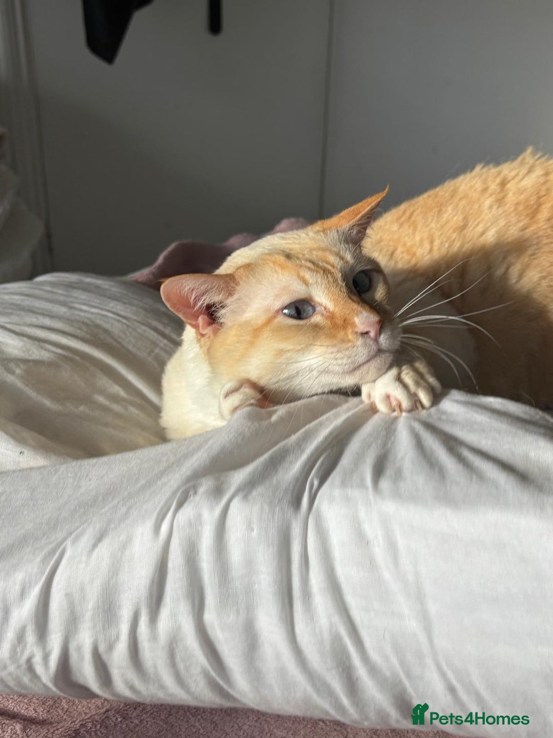 Siamese cats for sale: Ariel - Rescue Siamese - Image 7