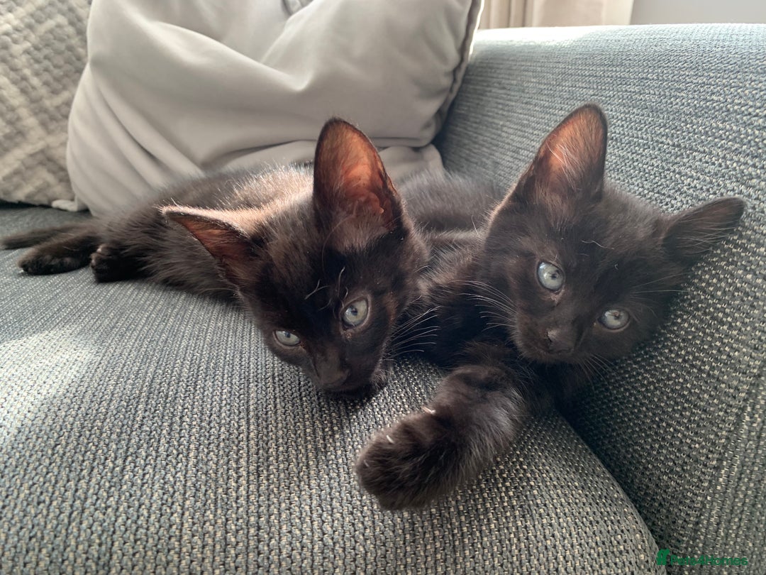 Mixed Breed cats for sale: Black/ brown striped  - Image 2