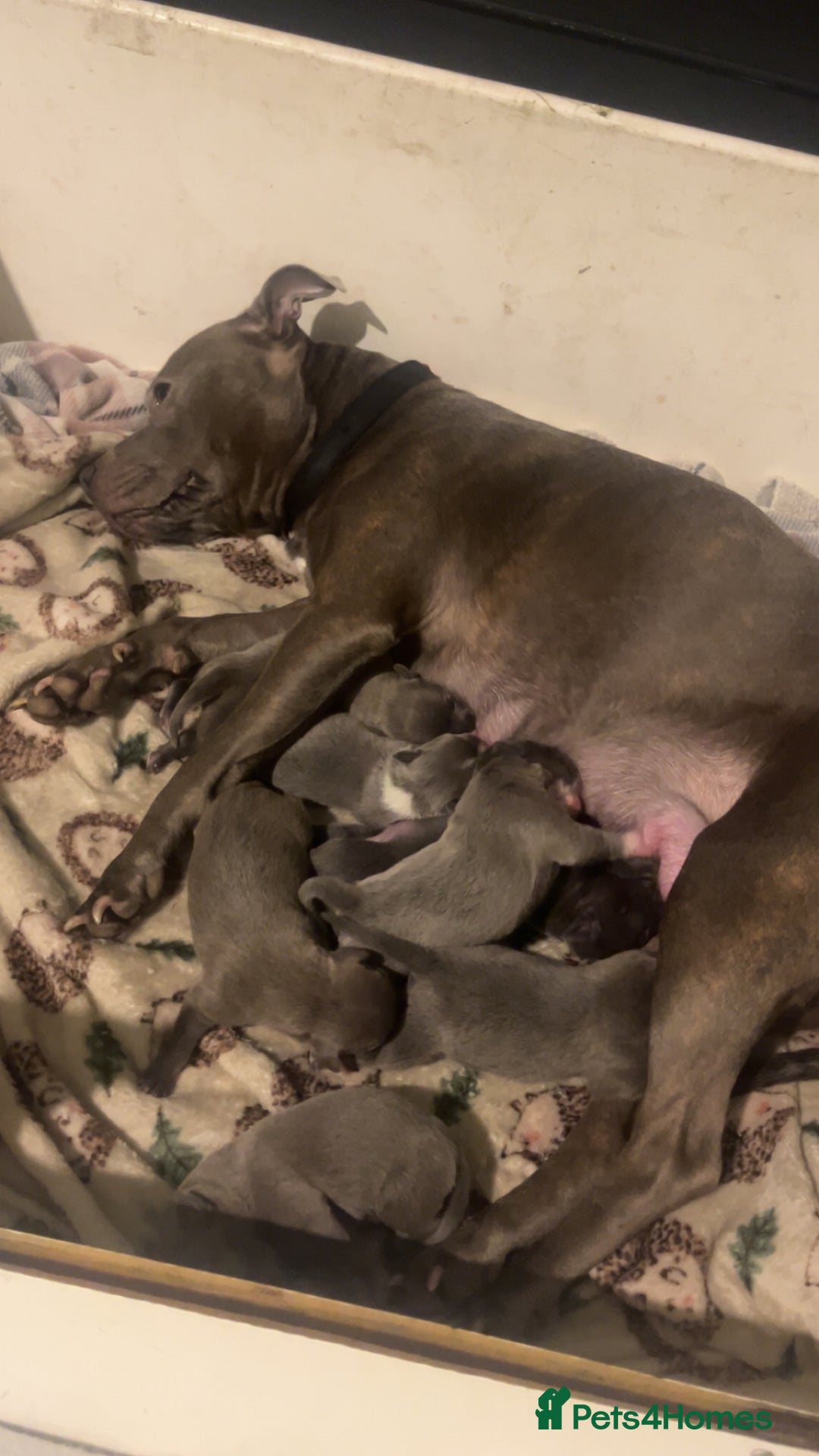 Staffordshire Bull Terrier dogs for sale: Blue Staffordshire bull terriers - Advert 3