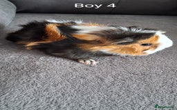 Guinea Pig rodents for sale: 3 girls 5 boys ready to leave - Image 9