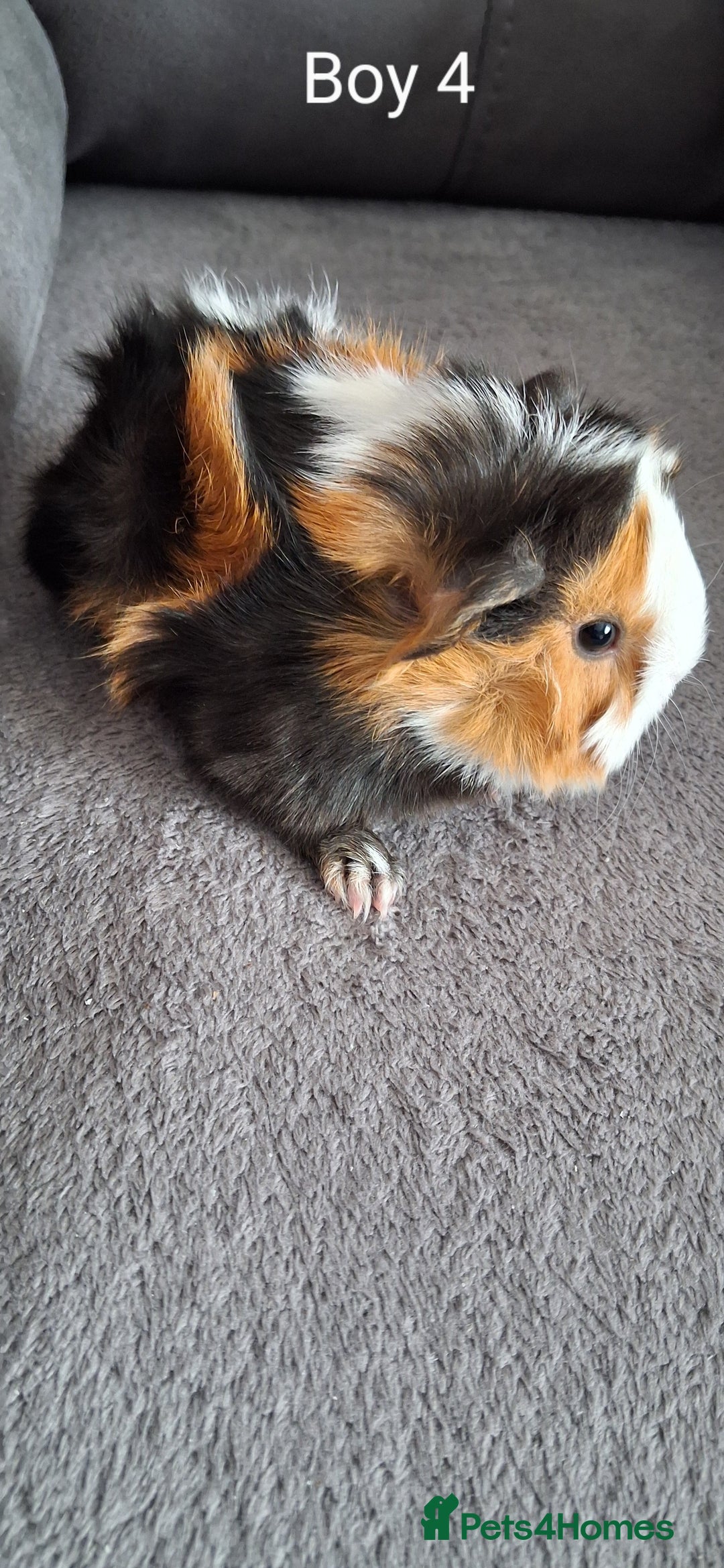 Guinea Pig rodents for sale: 3 girls 5 boys ready to leave - Image 9