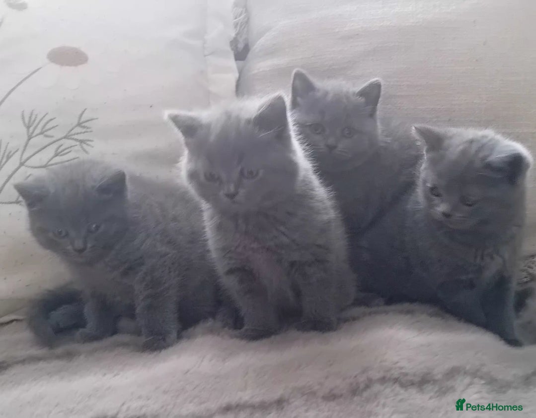 British Shorthair cats for sale: Gorgeous British Blue Shorthair Kittens - Advert 8
