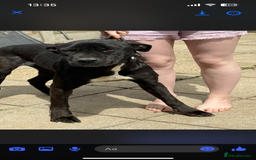 Mixed Breed dogs for sale: ROXY AND HAZARD FEMALES ASBO MALE  - Image 2