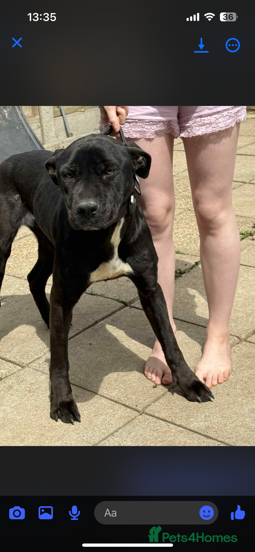 Mixed Breed dogs for sale: ROXY AND HAZARD FEMALES ASBO MALE  - Image 2