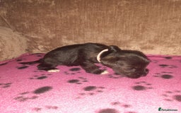 Mixed Breed dogs for sale: Snorkie pups - Image 14