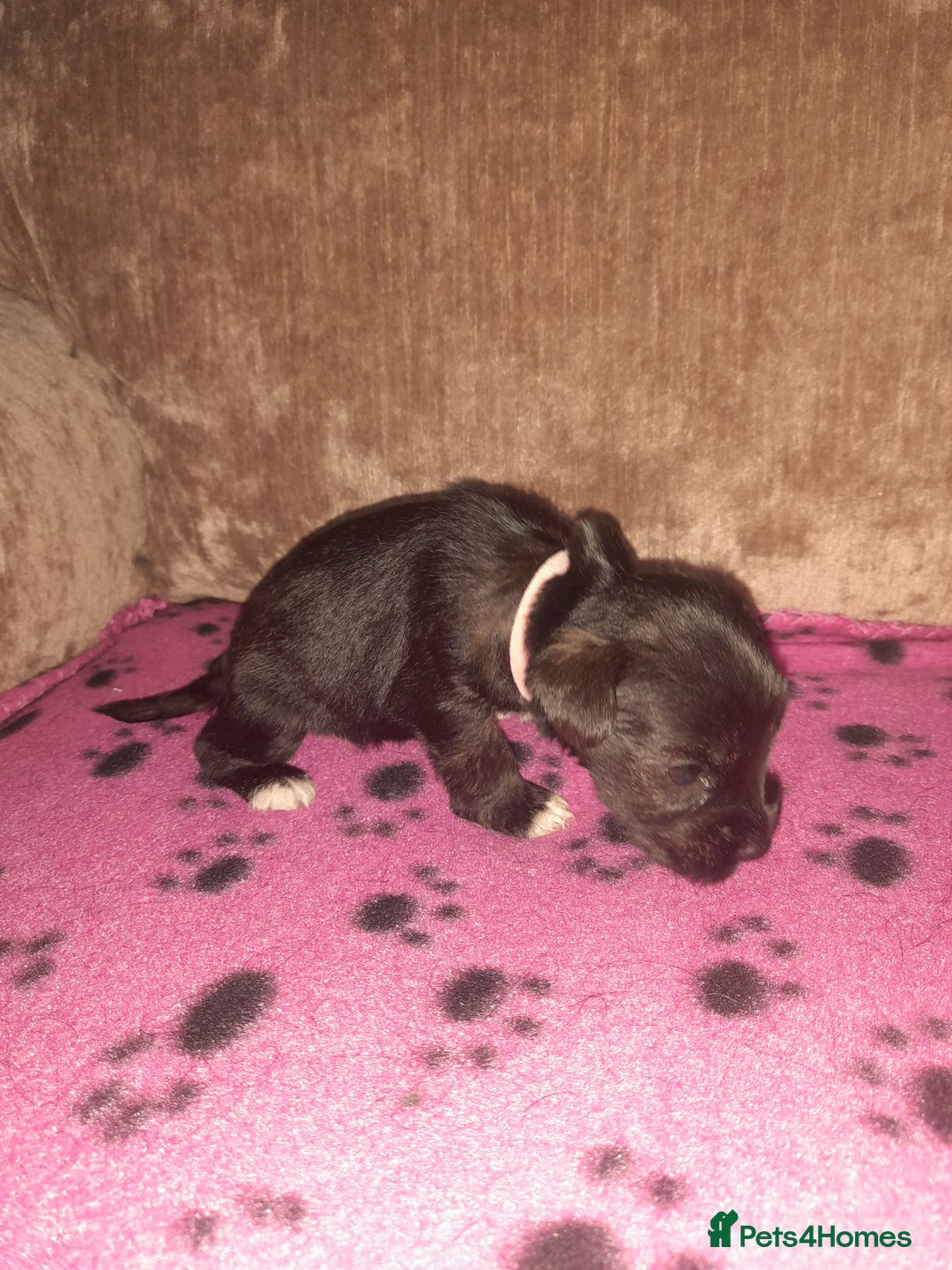 Mixed Breed dogs for sale: Snorkie pups - Image 14