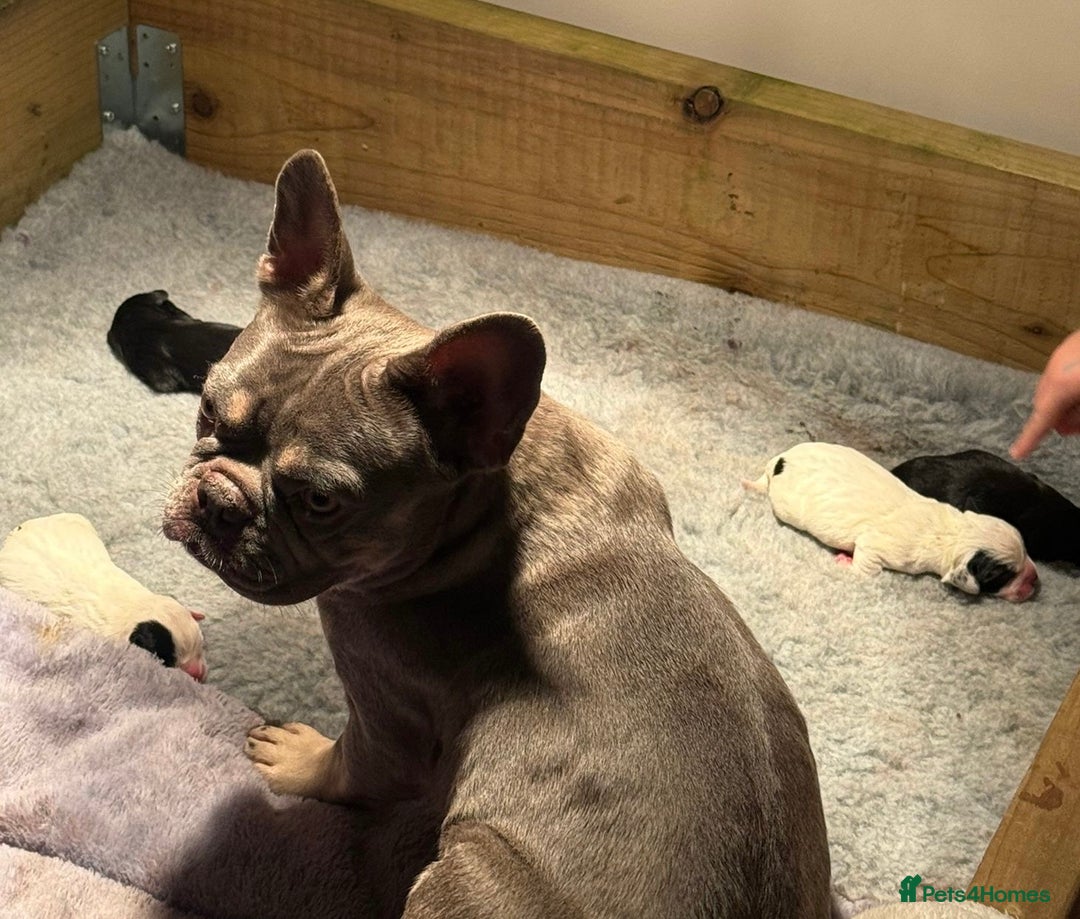 Mixed Breed dogs for sale: French bulldog x cocker spaniel pups - Advert 5