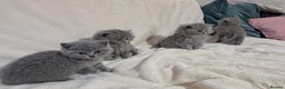 British Shorthair cats for sale: Beautiful British Shorthair kittens GCCF reg - Advert 6