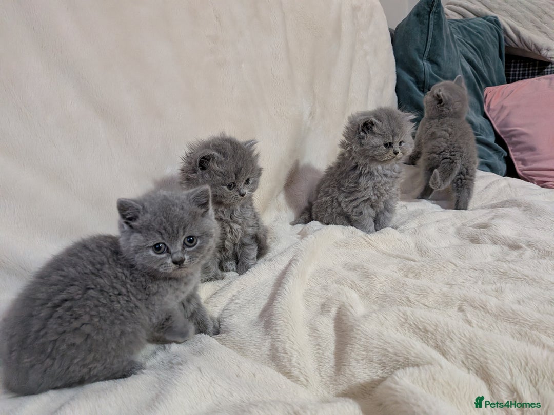 British Shorthair cats for sale: Beautiful British Shorthair kittens GCCF reg - Advert 6