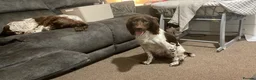 English Springer Spaniel dogs for sale: Springer spaniel dog pup  in Bromyard - Advert 2