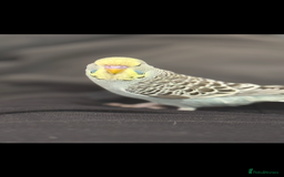 Budgerigars birds for sale: Baby budgie  - Image 5