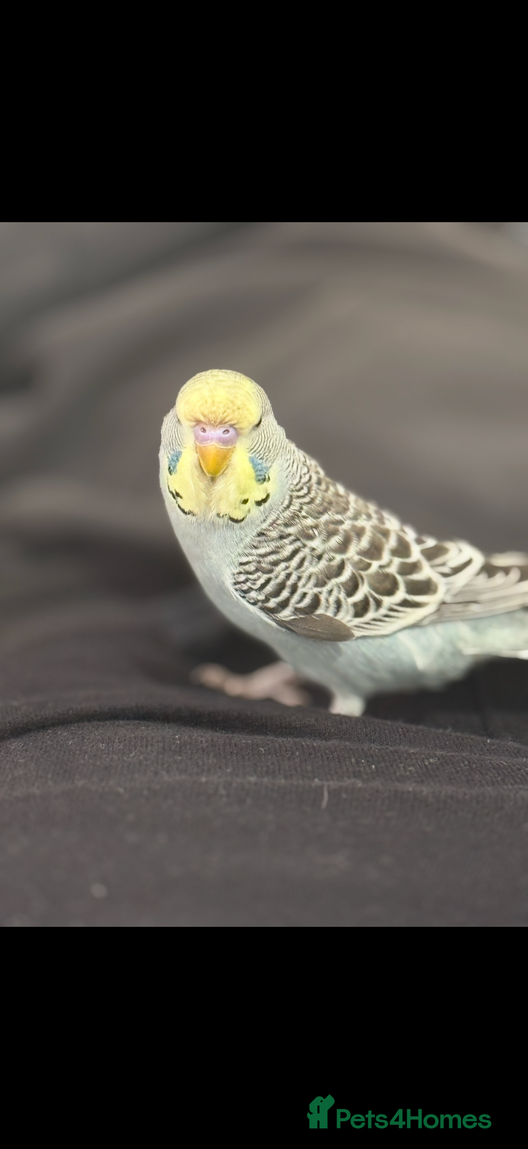 Budgerigars birds for sale: Baby budgie  - Image 5