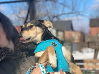 Mixed Breed dogs ❤️🐶 GITA – First To Love, First To Play 🐶❤️ - Advert 1