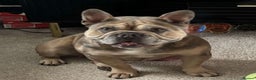 French Bulldog dogs for sale: French bulldog puppies - Advert 2