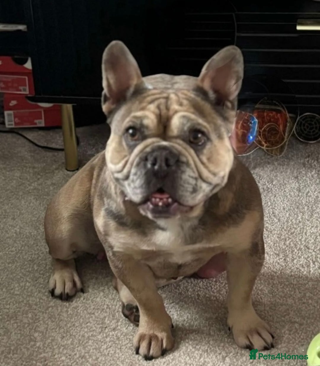 French Bulldog dogs for sale: French bulldog puppies - Advert 2