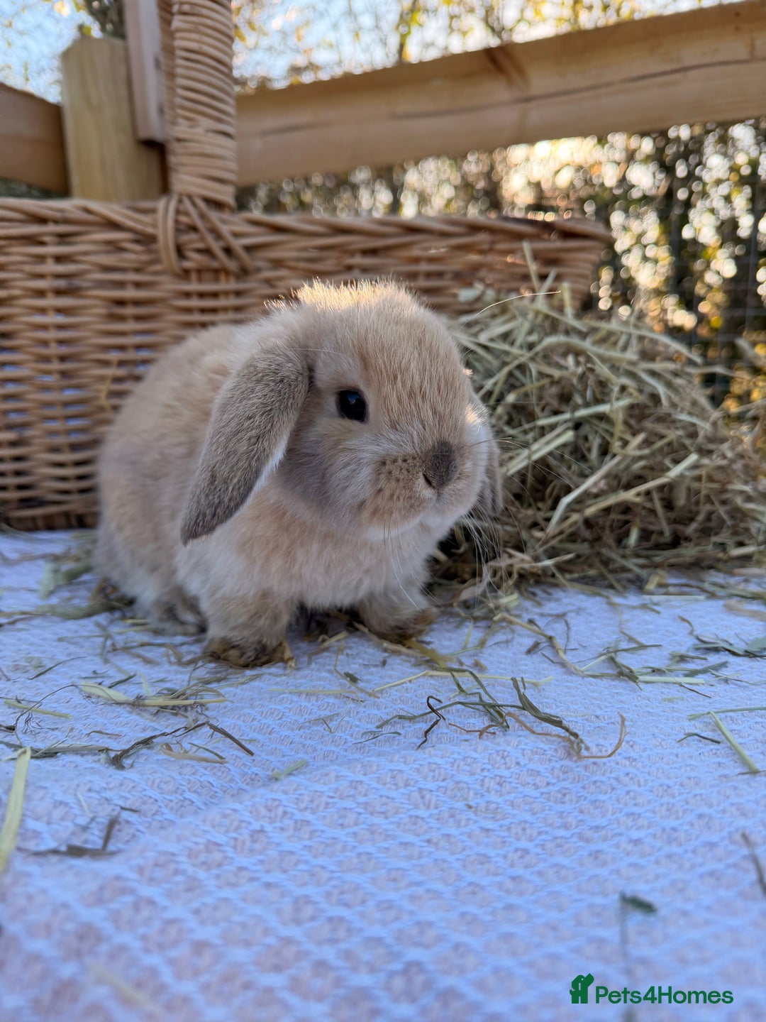 Mini Lop rabbits for sale: Mini Lop bunnies  - Advert 13