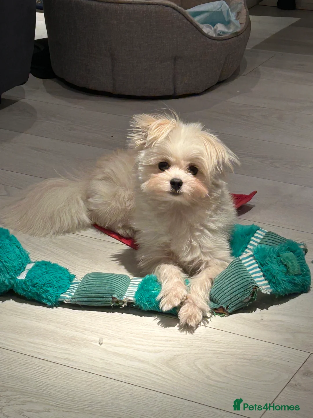 Maltipoo dogs for sale: Maltipoo  - Advert 2