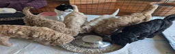 Goldendoodle dogs for sale: 🐾 Beautiful Standard Goldendoodle Puppies 🐾 - Advert 8