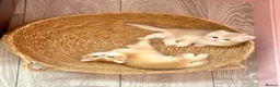 British Shorthair cats for sale: Premium Pedigree British Shorthair Golden Kittens - Advert 1