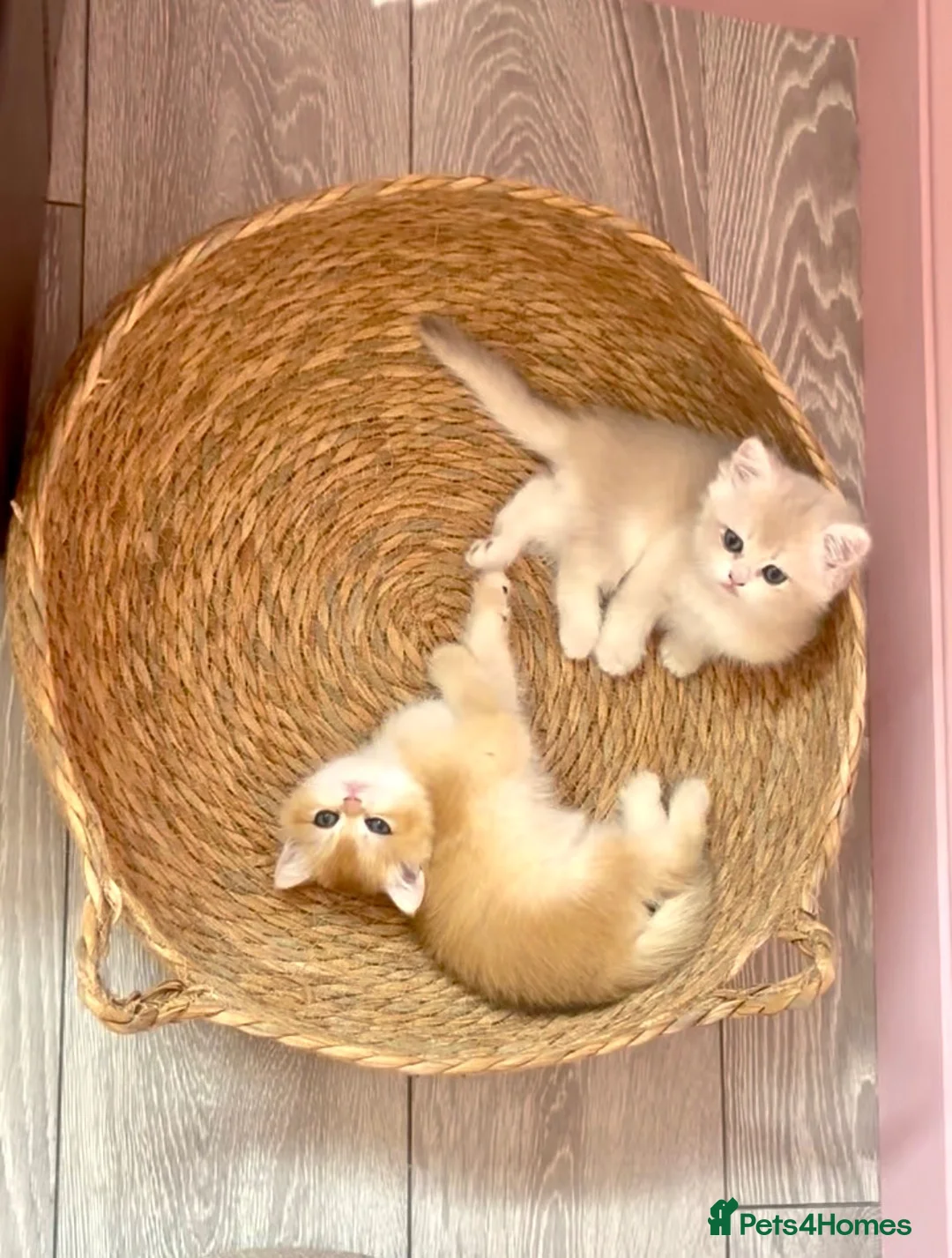 British Shorthair cats for sale: Premium Pedigree British Shorthair Golden Kittens - Advert 1