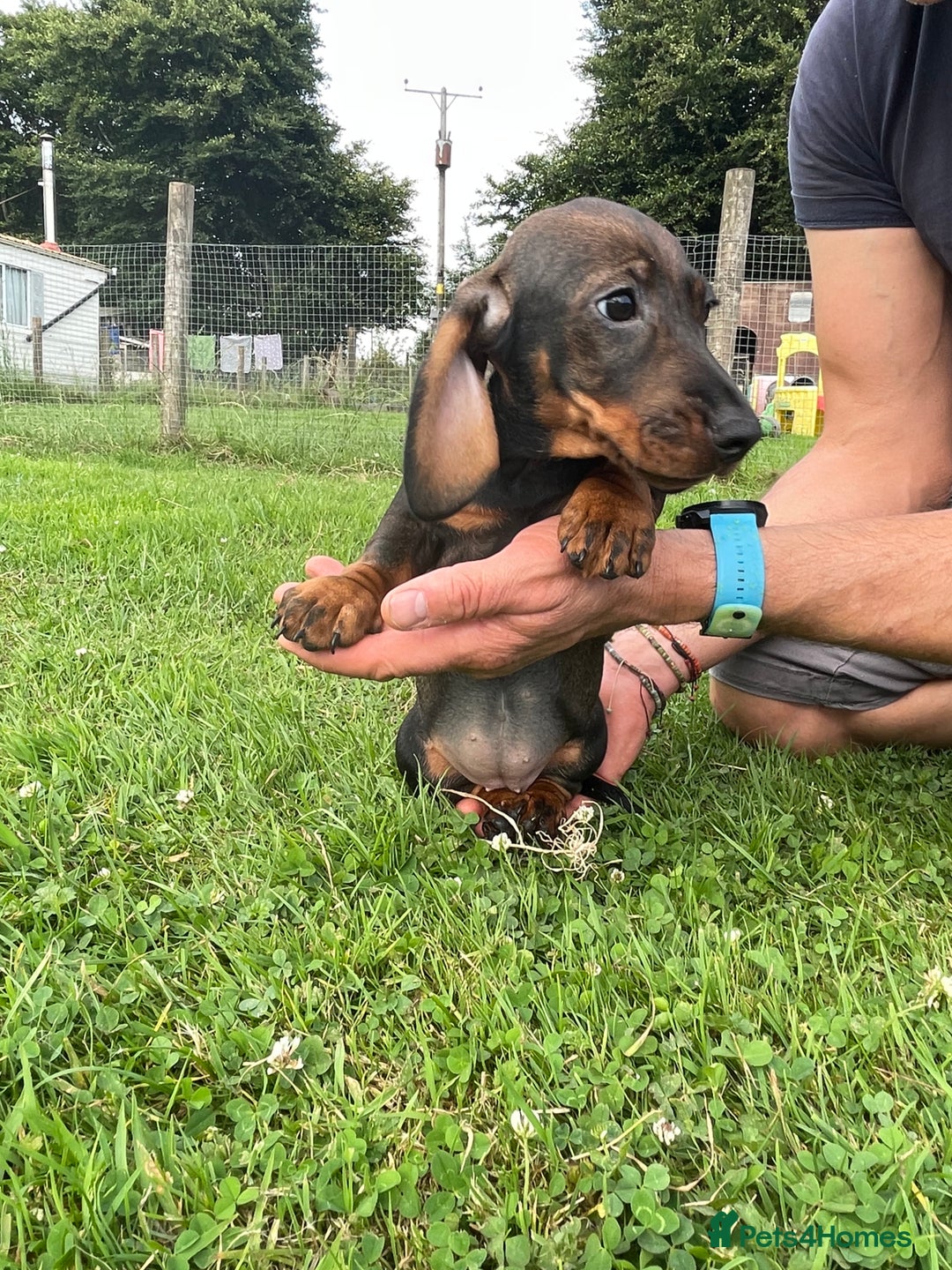 Dachshund dogs for sale: Standard Wire Haired Dachshunds - Image 20