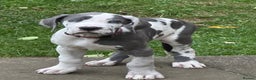 Great Dane dogs for sale: Reduced***** KC registered blue Great Dane puppies - Advert 40