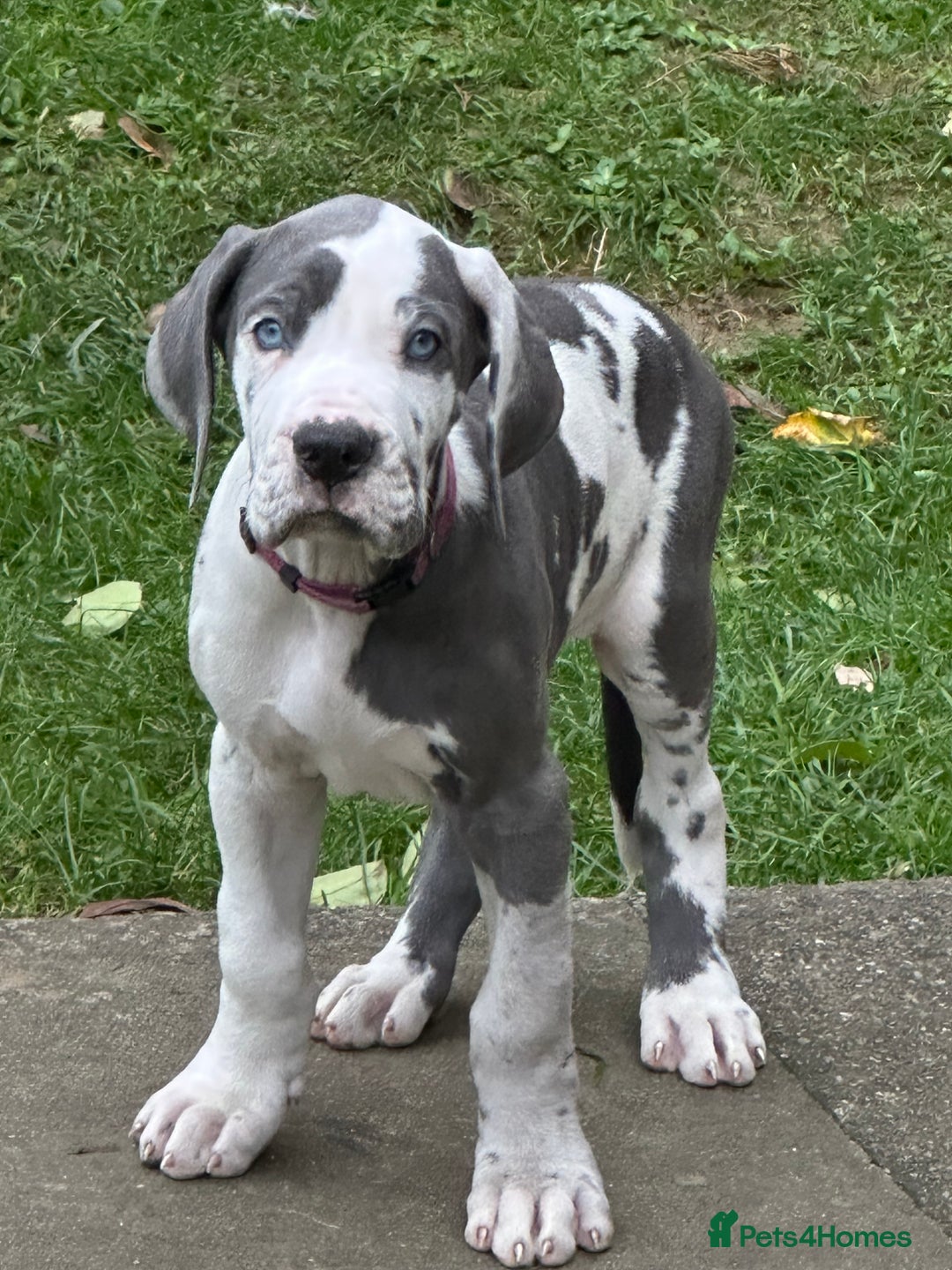 Great Dane dogs for sale: Reduced***** KC registered blue Great Dane puppies - Advert 40