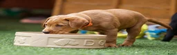 Labrador Retriever dogs for sale: Outstanding fully health tested fox red and black  - Advert 13
