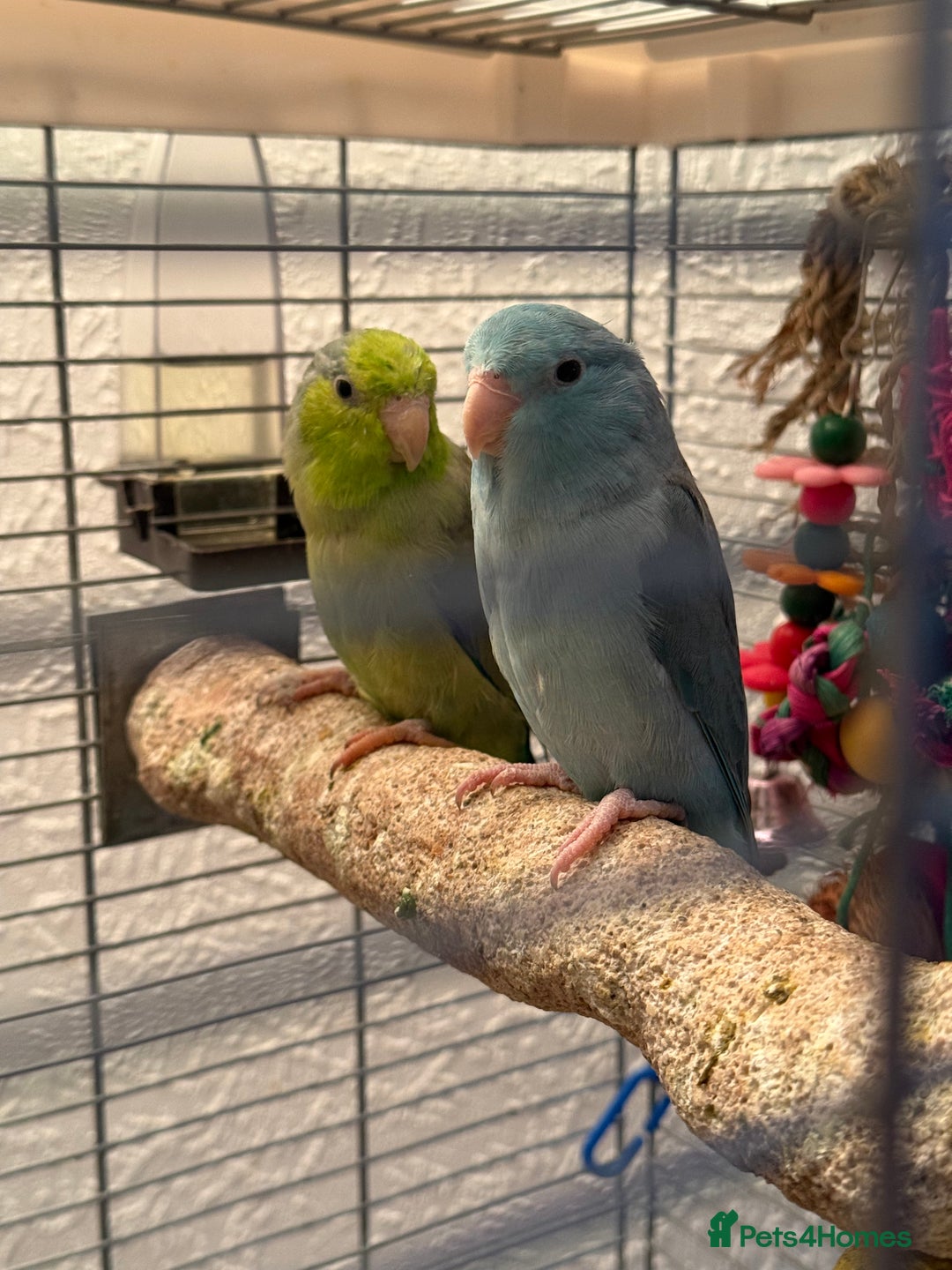 Parakeets birds for sale: 2 beautiful parrotlets with cage/accessories - Advert 3