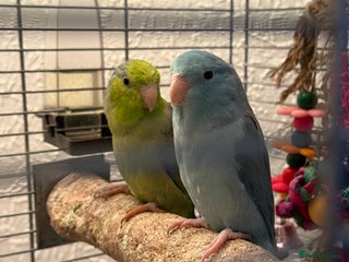 Parakeets birds 2 beautiful parrotlets - Advert 1
