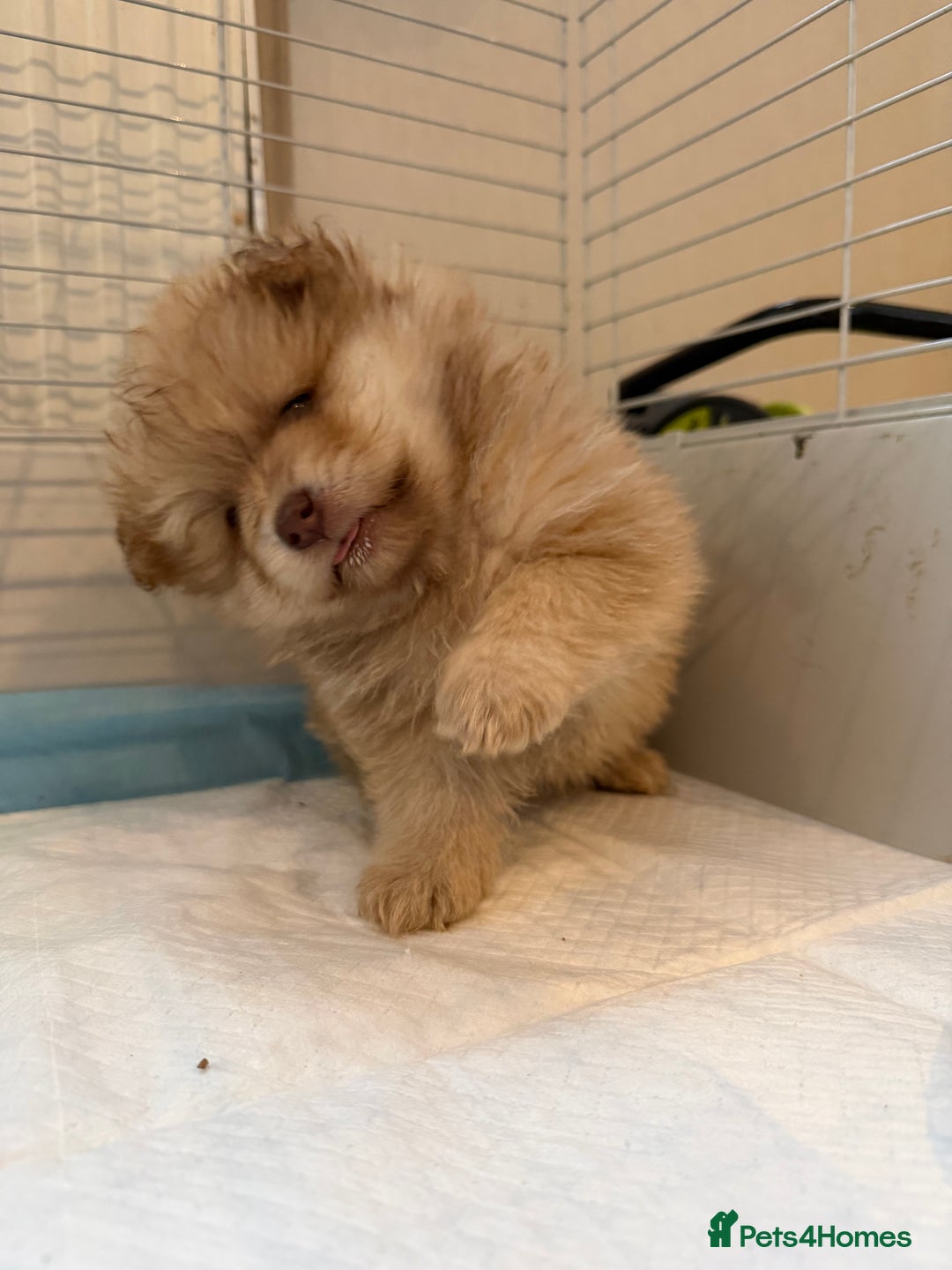 Pomeranian dogs for sale: Pomeranian puppy’s  - Advert 8